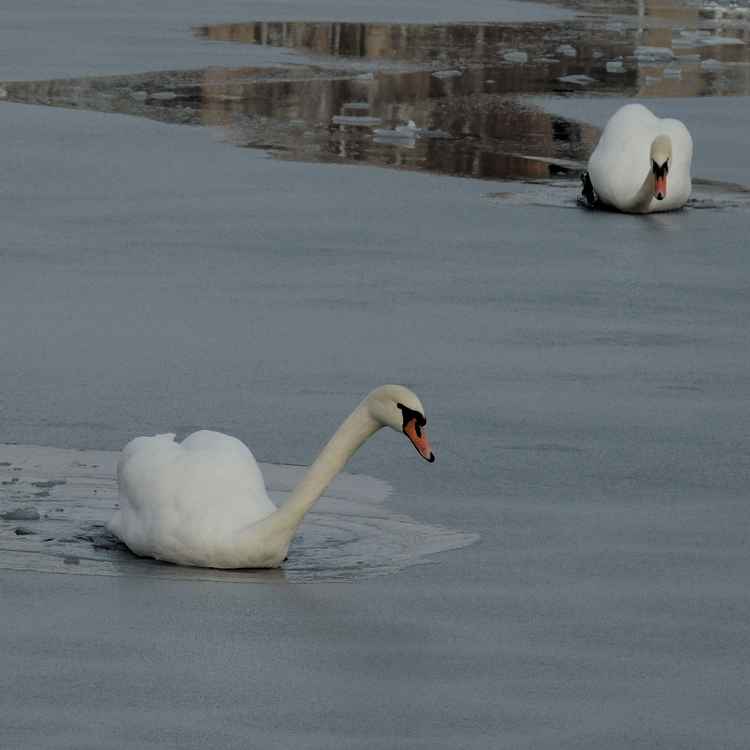 Schwäne auf dem Eis