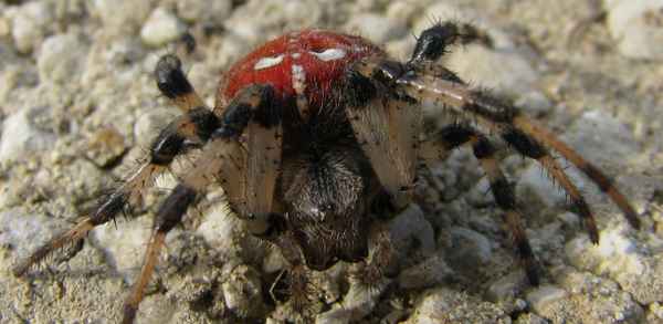 wunderschöne spinne