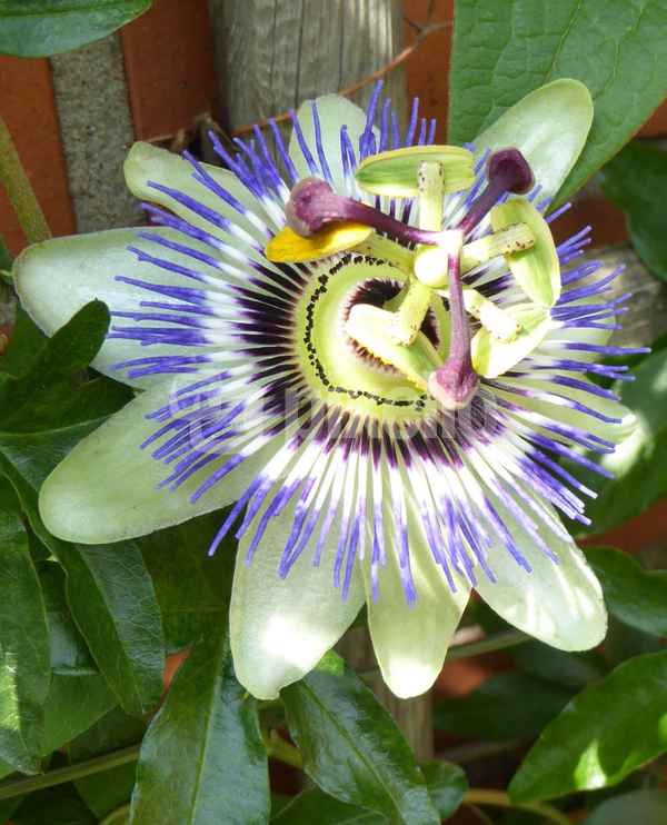 Passionsblüte