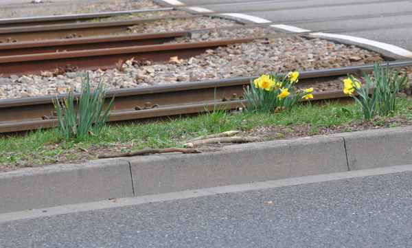 Straßenbahnschienen