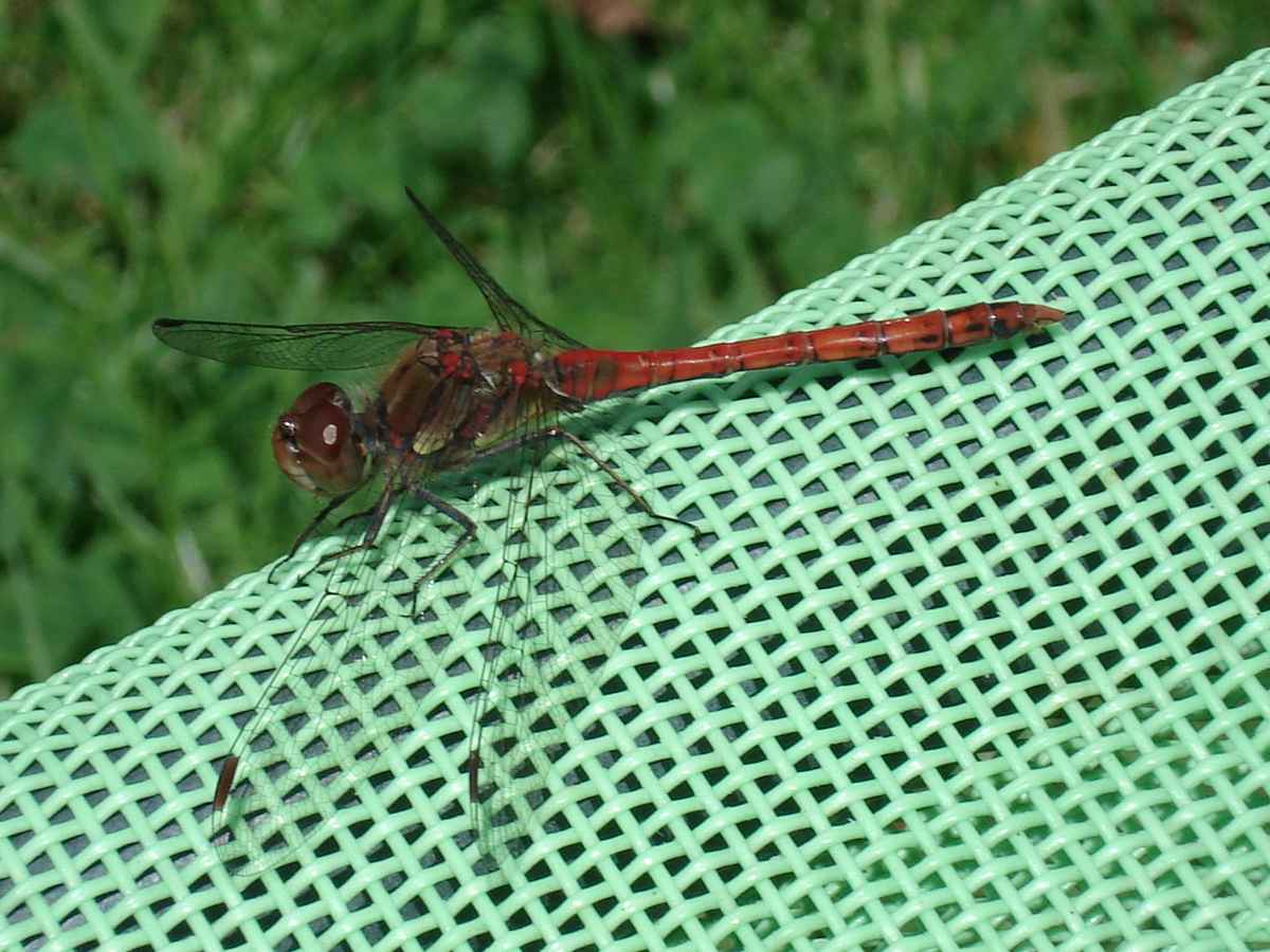 Libelle am Teich
