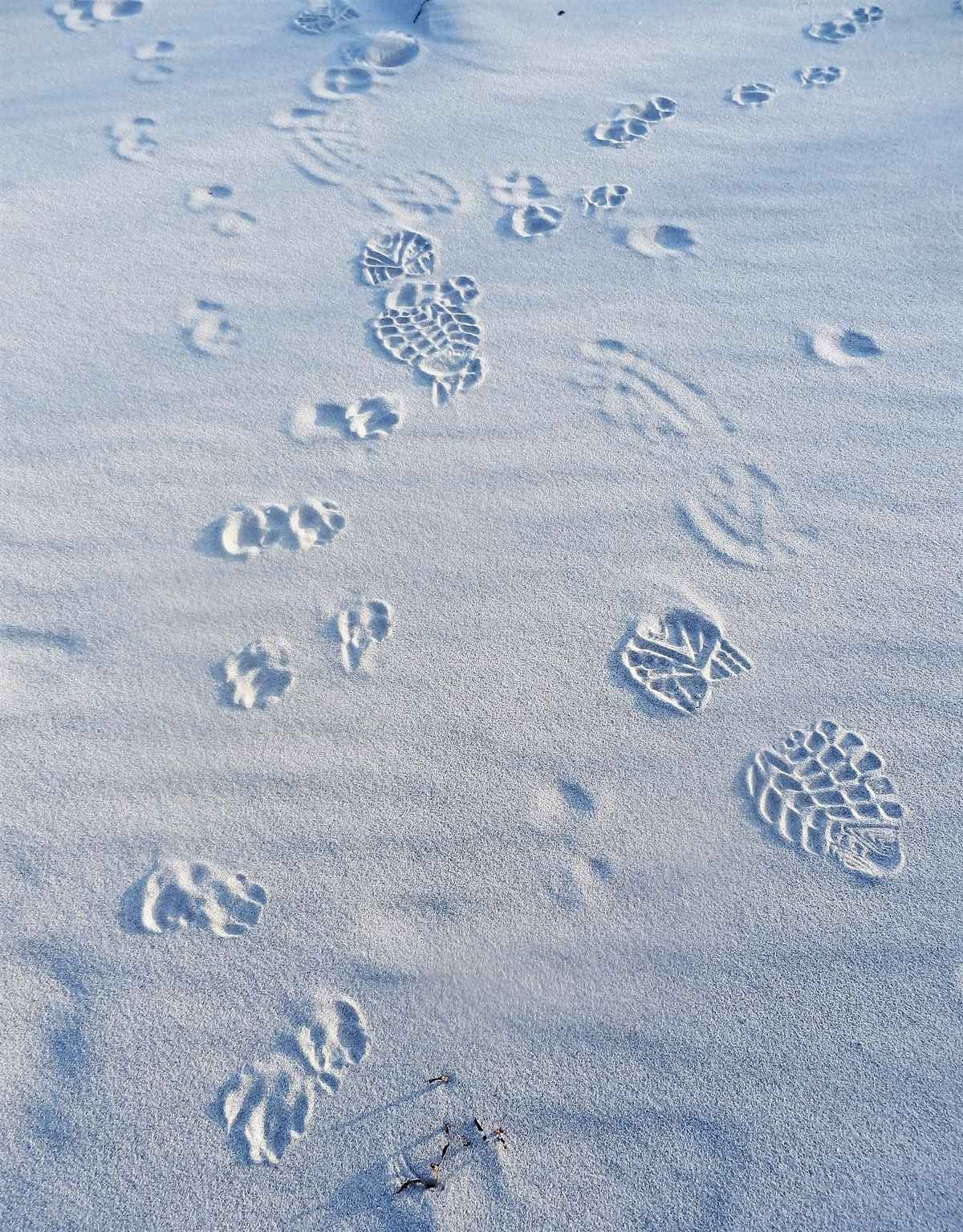 Spuren im Schnee