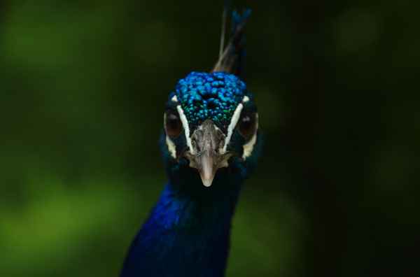 Pfau Auge um Auge