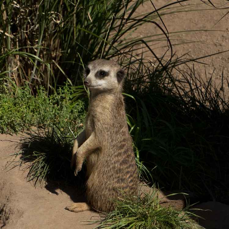 Erdmännchen