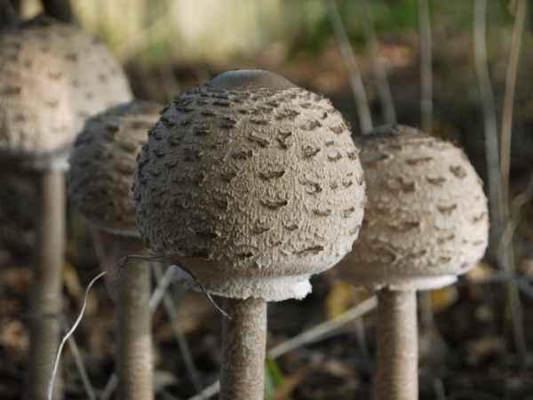 Parasolkugeln