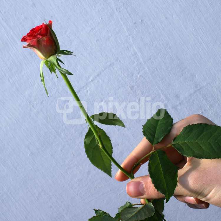 Rose für dich