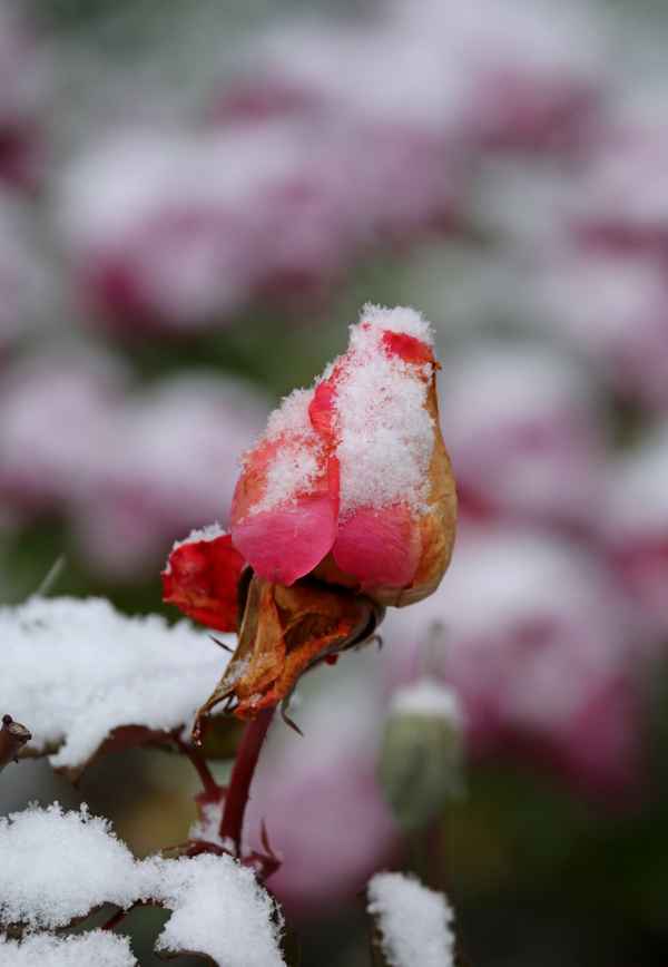 Schneerose