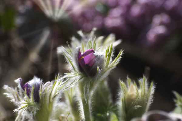 Frühlingsblume