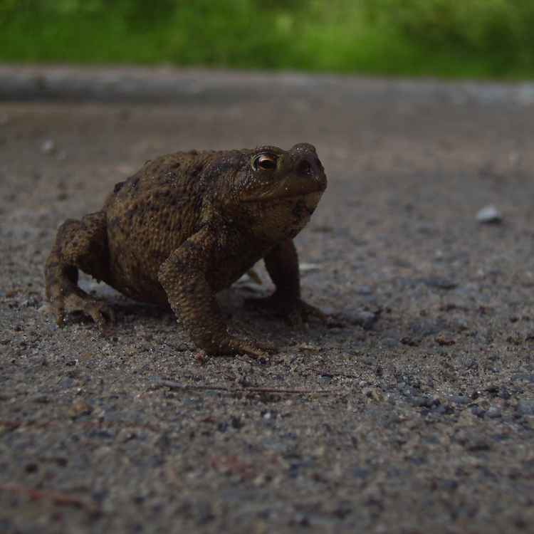 Kröte