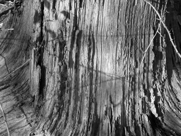 Es war einmal ein Baum