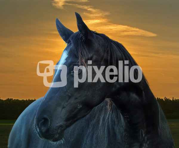 Noch´n Pferd