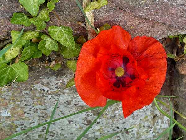Mauerblume