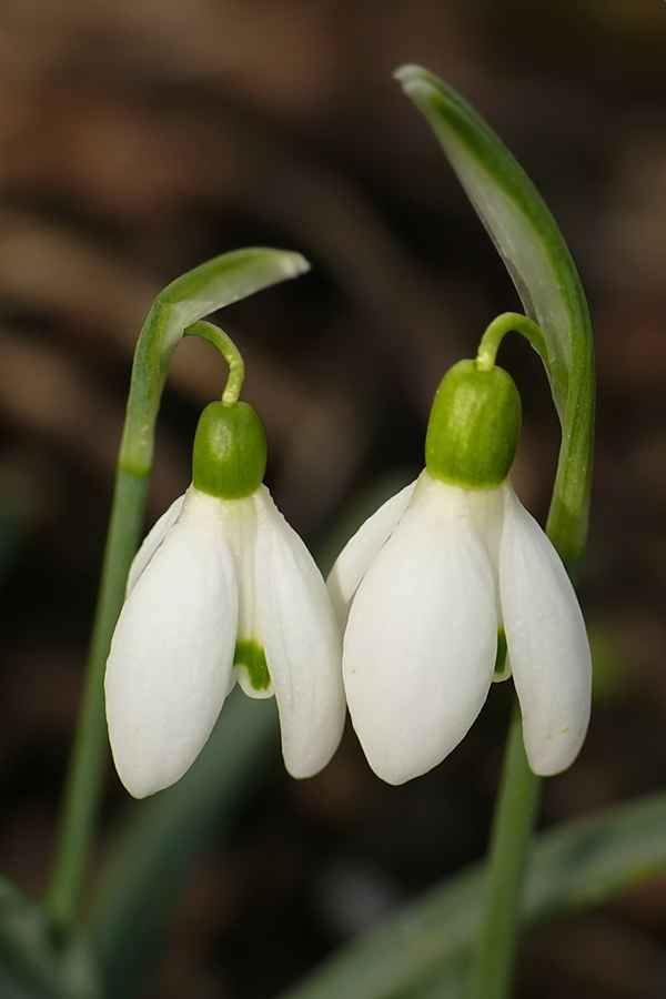 einander zugeneigt...