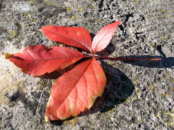 Herbstblatt