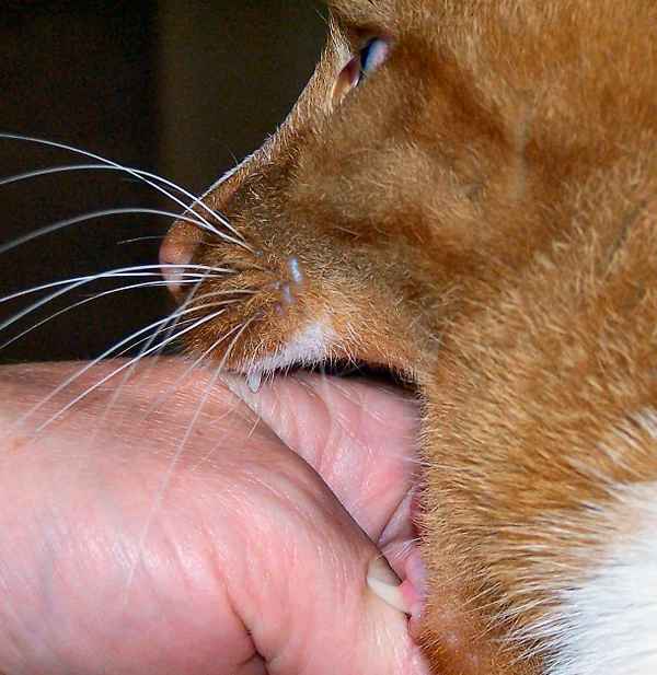 Kater Willy_2
