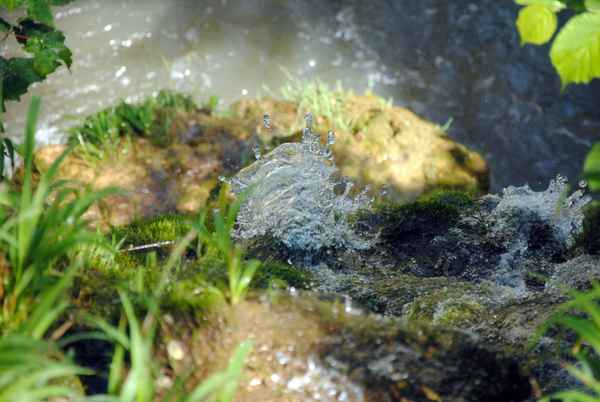 Wasserspeier
