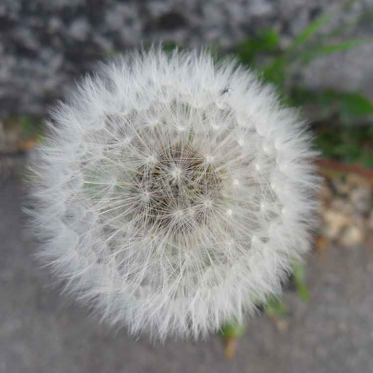 Pusteblume 2