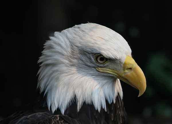 Weißkopfseeadler