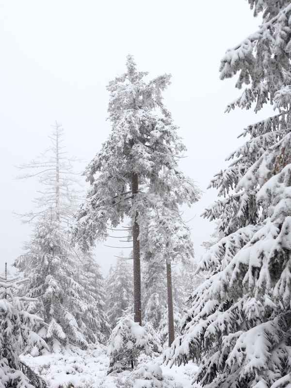 Winter im Harz