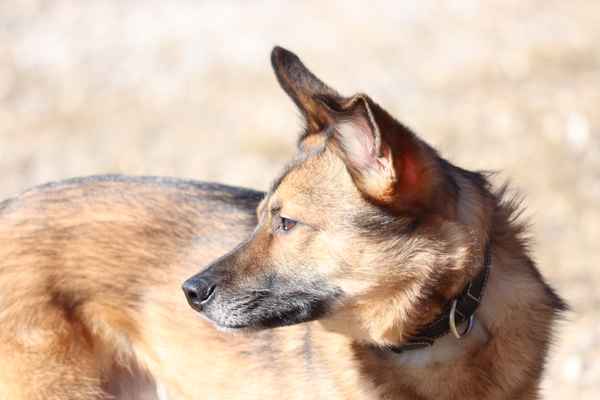 Hund Skali am Rhein