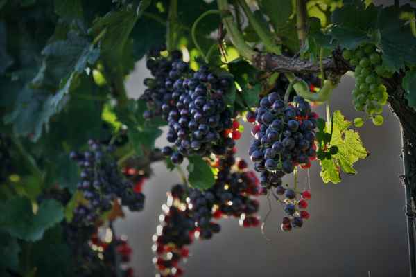 Der Blaue Spätburgunder