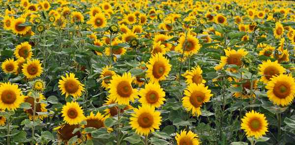Sonnenblumen