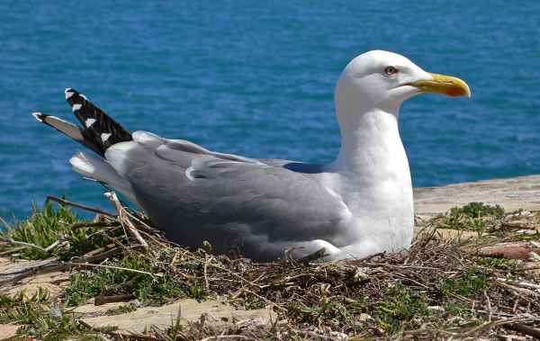 Nesthocker