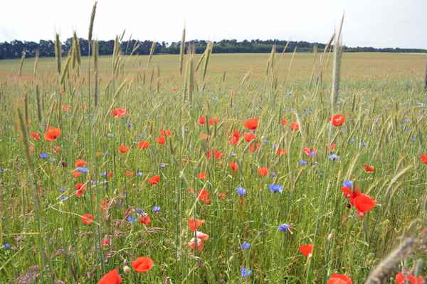 Feld mit Mohn- und Kornblumen