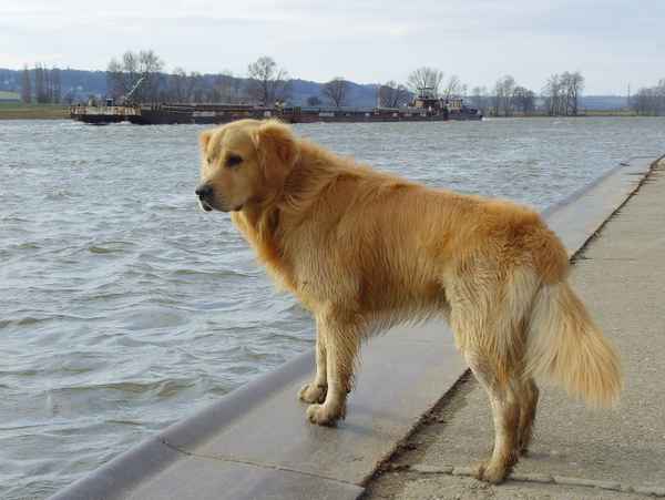 Nehm ich das Schiff oder schwimm ich gleich selbst?