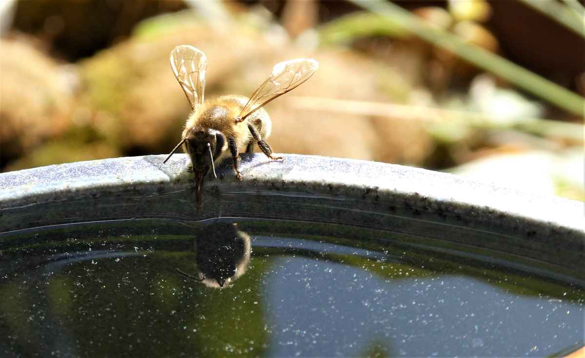Trinkende Biene bei 35°C