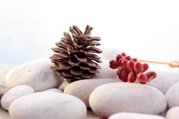Zapfen und rote Palmfrüchte