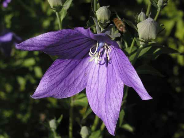 Grossblättrige Ballonblume  (Platycodon grandiflorus)