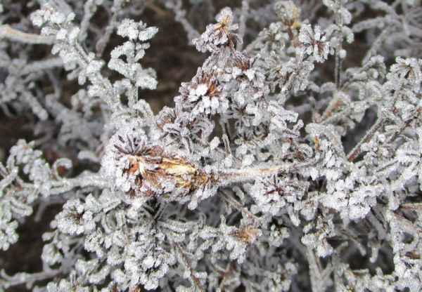 Pflanze im Frostkleid