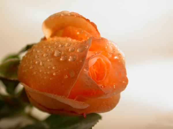 Rosenwasser