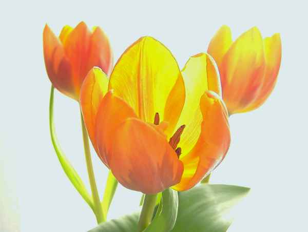 Tulpen-Trio_2
