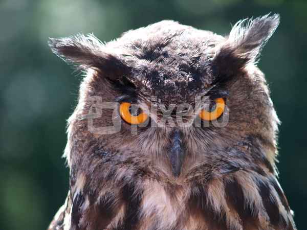 Magie der Augen