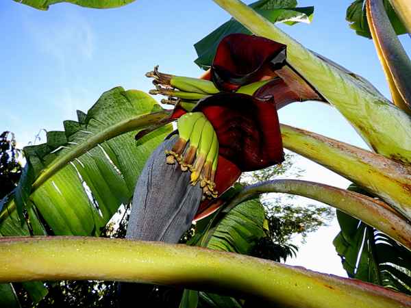 Bananen aus meinem Garten