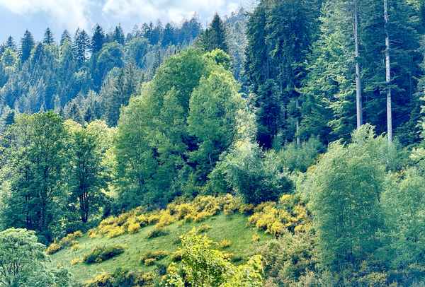 Ginsterblüte im Nordschwarzwald