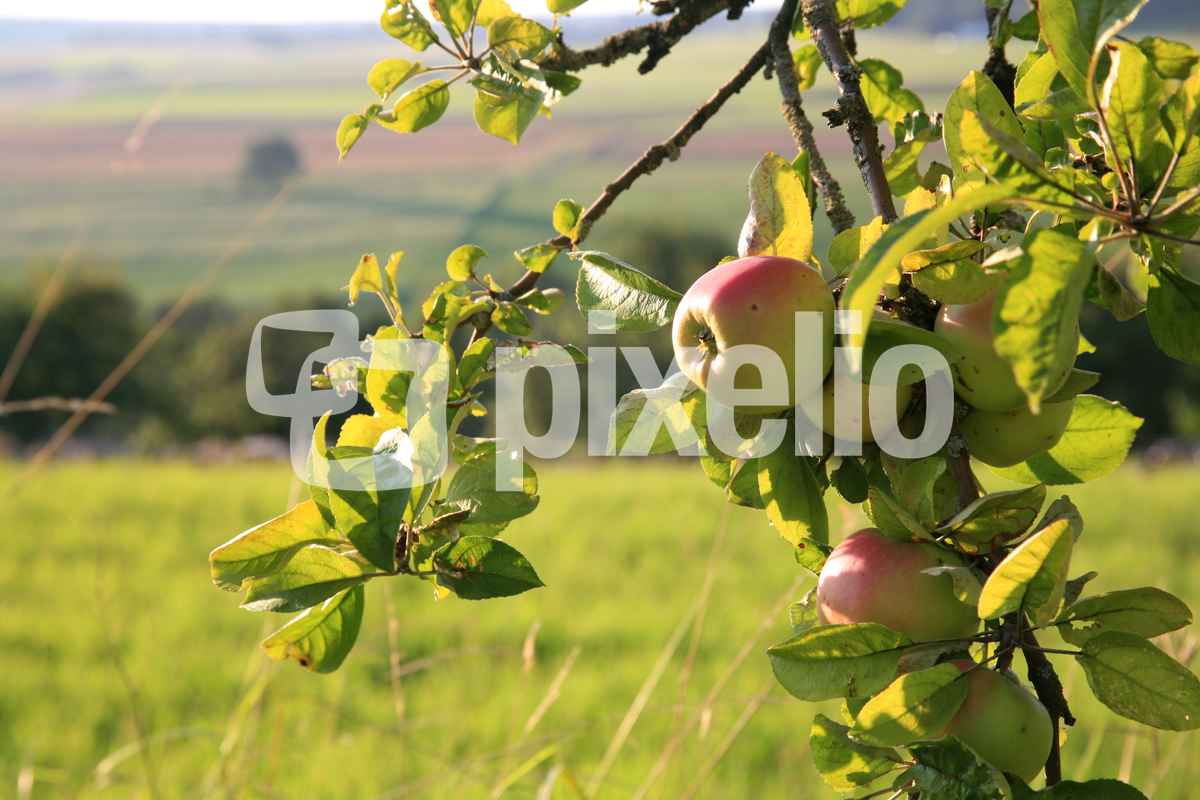 Streuobstwiese