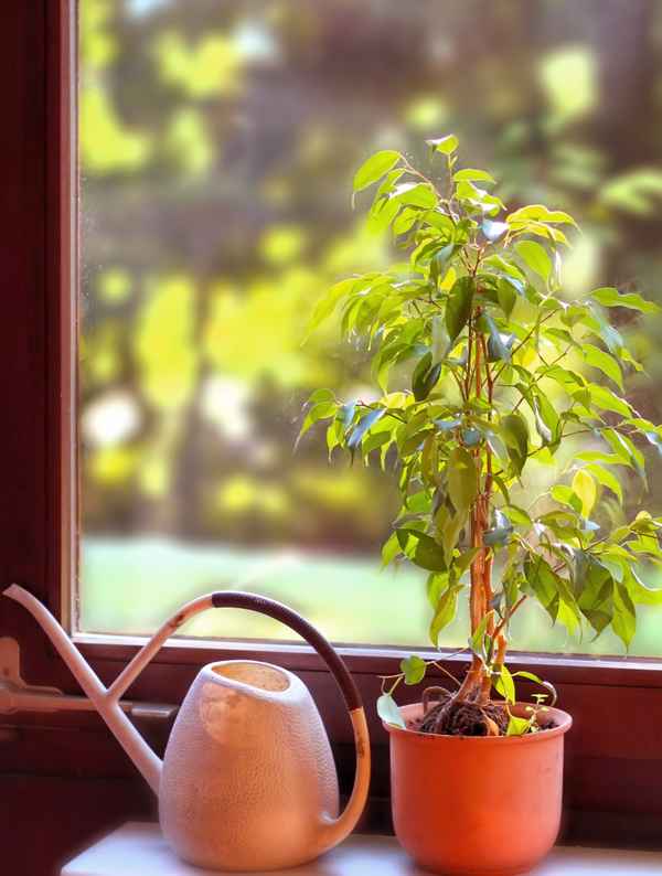 Zimmerpflanzen und Pflege