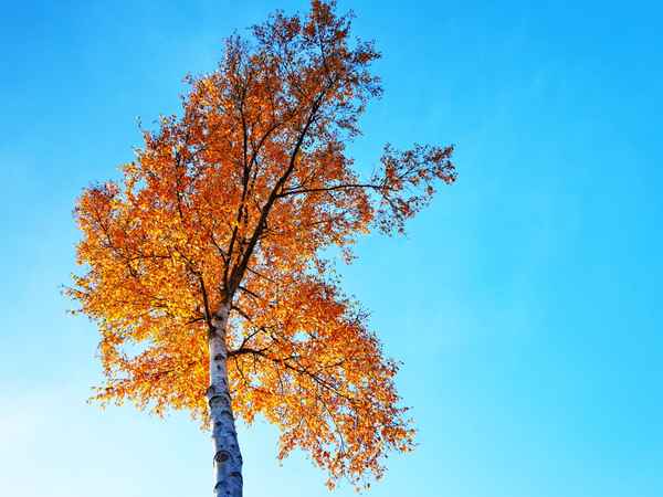 herbstfeuer 2