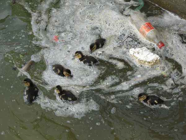 Kleine Enten im Müll