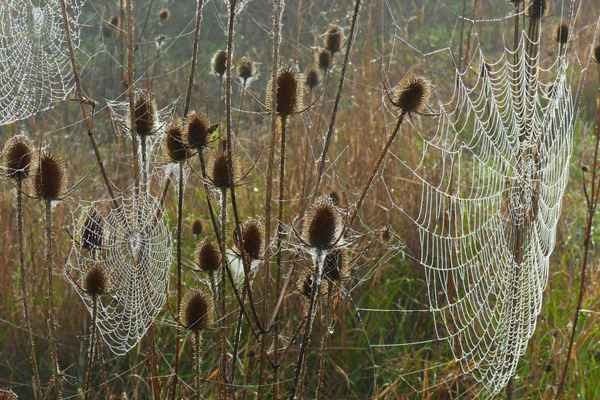 kleine Wunderwerke der Natur