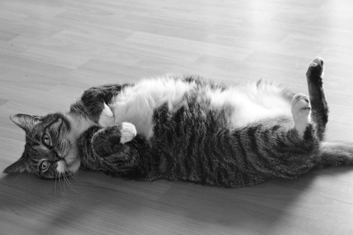Katze auf Rücken liegend