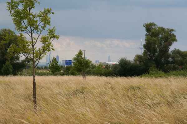 Fallobstwiesen in Frankfurt am Main
