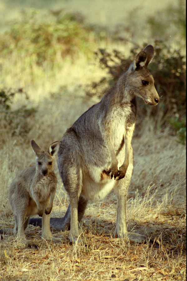 Känguruhmama mit Känguruhkind