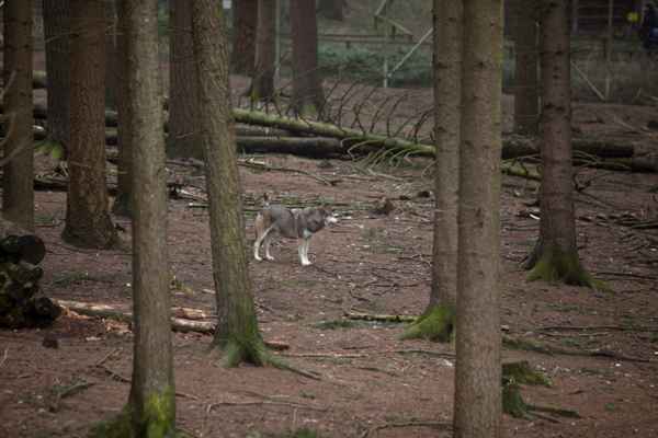 Einsamer Wolf