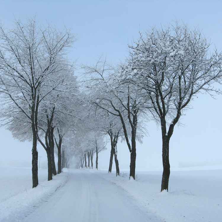 Allee im Schnee