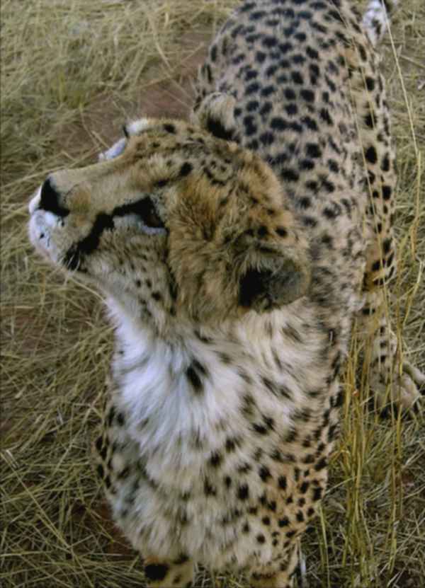 Gepard