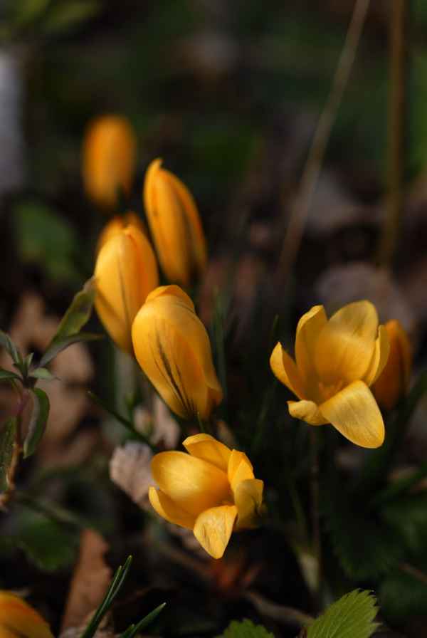 der Frühling naht 1